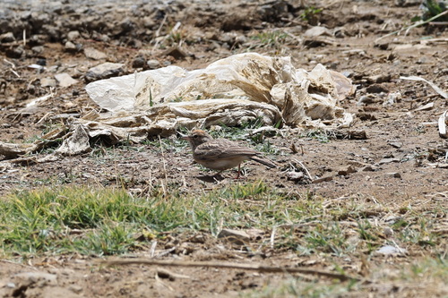 Rufous-capped Lark (Calandrella eremica), photo 5