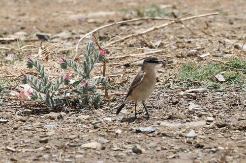 Buff-breasted Wheatear (Oenanthe bottae), photo 3