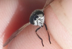 Apatolestes comastes