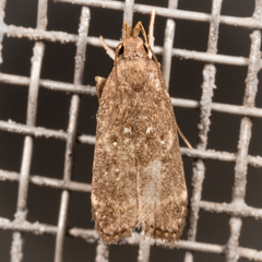 Helcystogramma melantherella