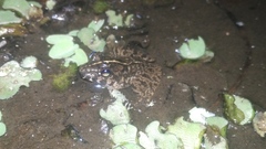 Limnonectes macrodon