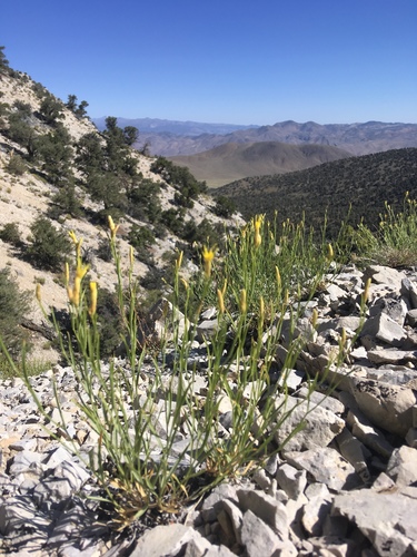 Panamint rock goldenrod (Chrysothamnus gramineus)