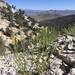 Panamint Rock Goldenrod - Photo (c) Steve Matson, some rights reserved (CC BY), uploaded by Steve Matson