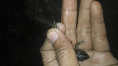 Limnonectes macrodon