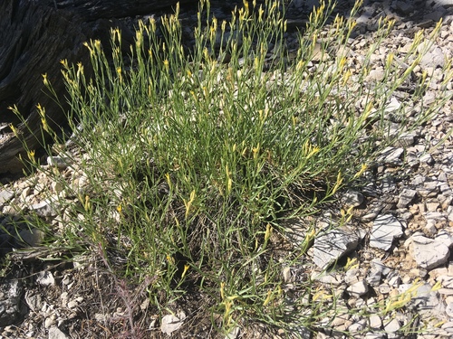 Cuniculotinus