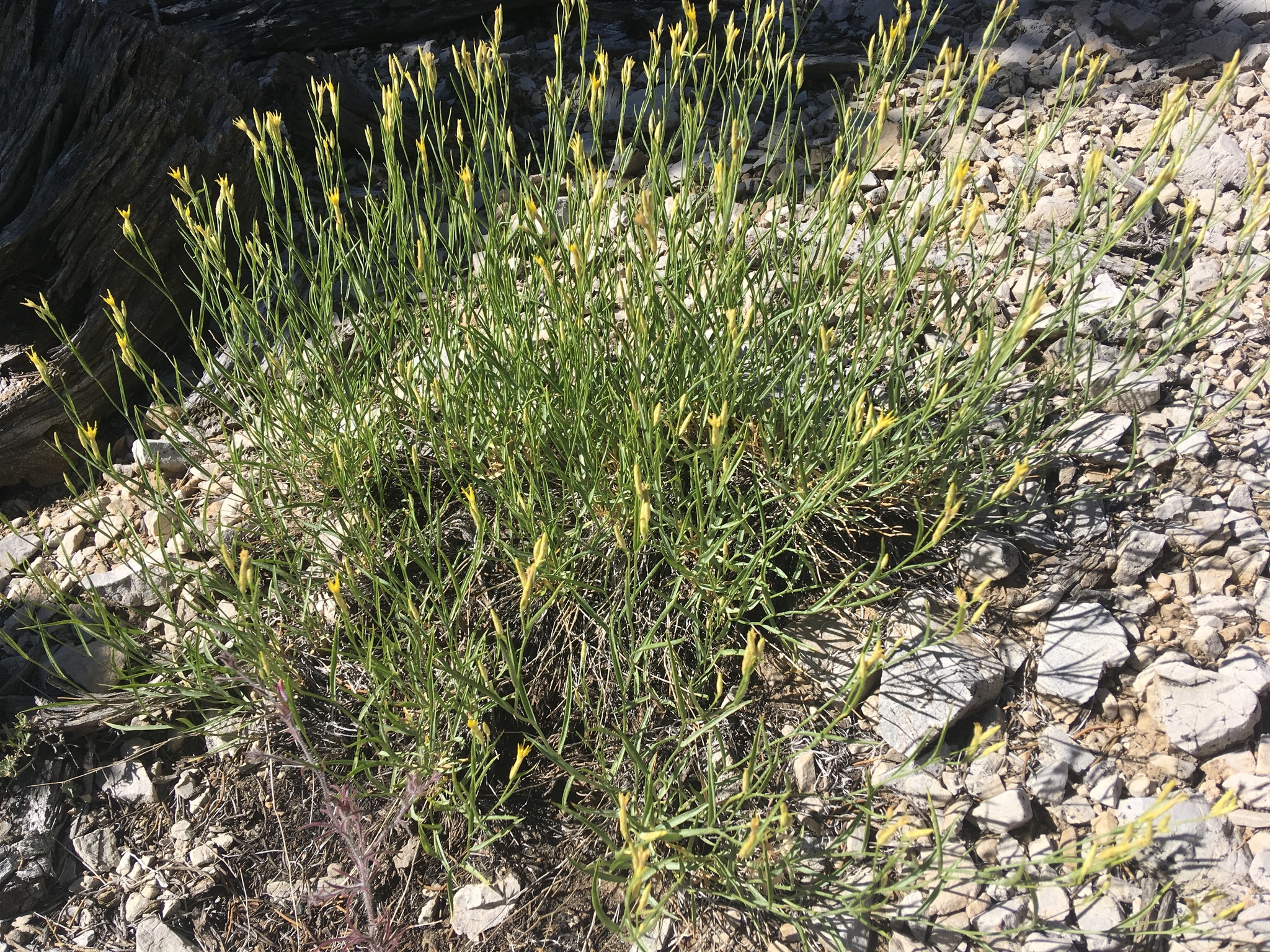 Cuniculotinus