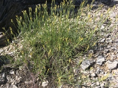 Cuniculotinus gramineus