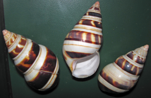 Florida Tree Snail