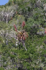 Aloe pluridens