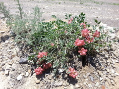 Astragalus calycinus