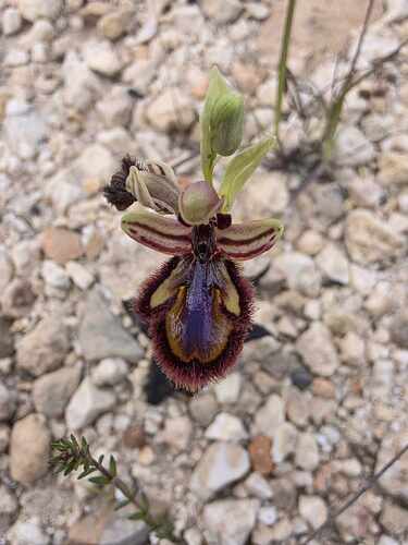 Mirror orchid