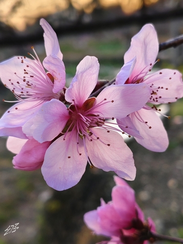Prunus persica