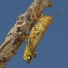 Differential Grasshopper - Photo (c) Victor W Fazio III, some rights reserved (CC BY-NC-ND), uploaded by Victor W Fazio III
