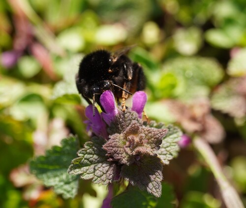 Red-tailed bumblebee
