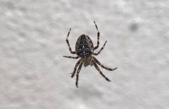 Araneus diadematus