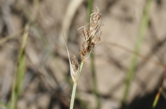 Carex douglasii
