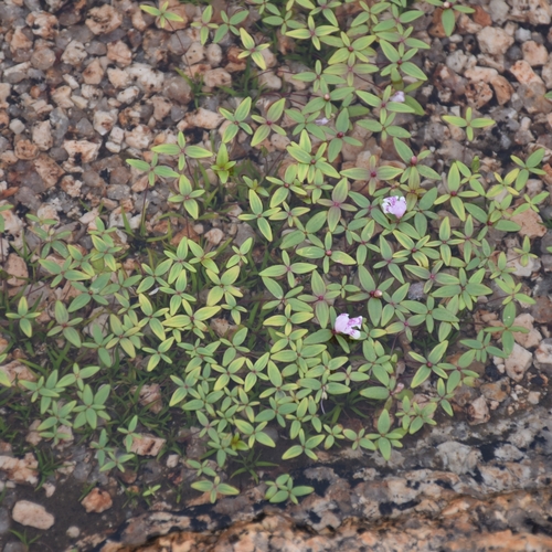 Intrepid Dwarf Giant (Lindernia intrepida)