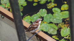 Passer domesticus