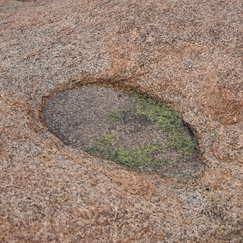 Image of Lindernia intrepida by (c) Nathan Van Cooten, some rights reserved (CC BY)