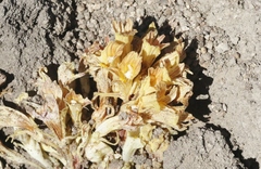 Aphyllon californicum feudgei