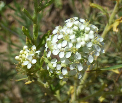 Lepidium thurberi