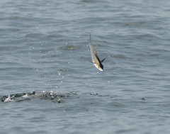 Scomberomorus maculatus