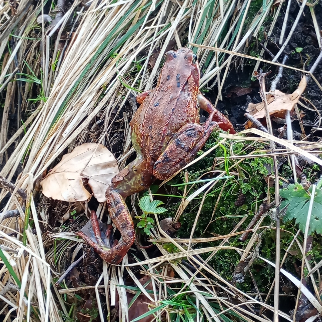 European Common Frog from Newcastleton and District, UK on March 22 ...