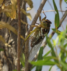 Megatibicen dealbatus