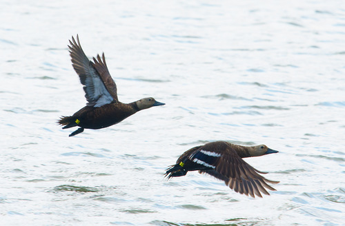 Steller's Eider, photo 10 of 10