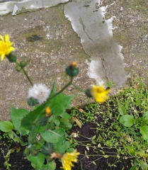 Sonchus oleraceus