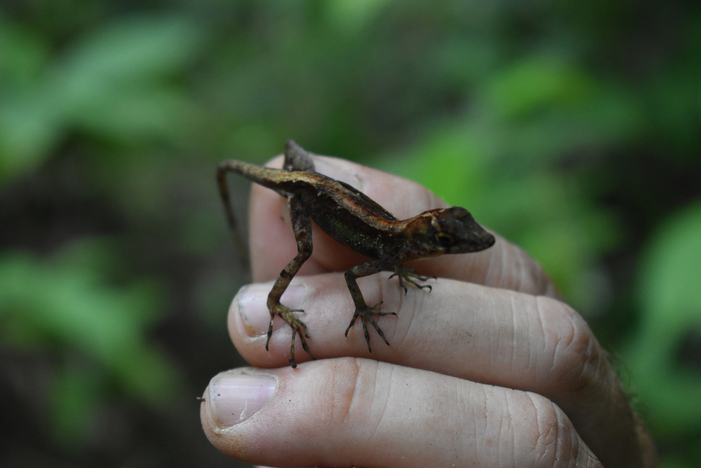 Castillon Anole