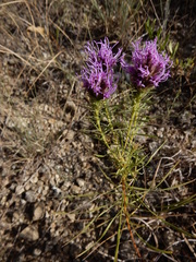 Liatris aestivalis