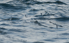 Cheilopogon melanurus