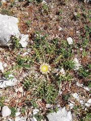 Carlina acanthifolia