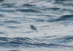 Cheilopogon melanurus