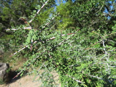 Condalia spathulata