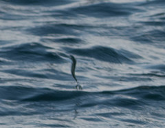 Cheilopogon melanurus