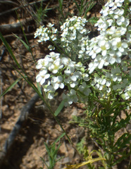 Lepidium thurberi