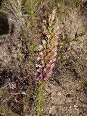 Liatris aestivalis