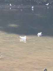 Chroicocephalus ridibundus