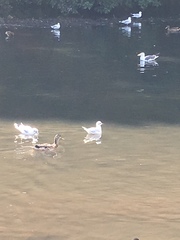 Chroicocephalus ridibundus