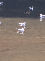 Chroicocephalus ridibundus