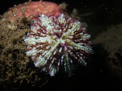 Cycloseris vaughani observed 2025-01-12