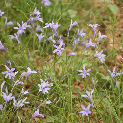 Afrosolen erongoensis (Afrosolen erongoensis)