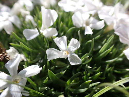 flowery phlox (Phlox multiflora)