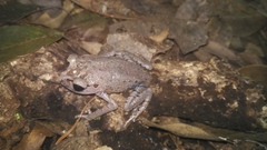 Leptobrachium hasseltii