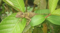 Pseudocalotes tympanistriga