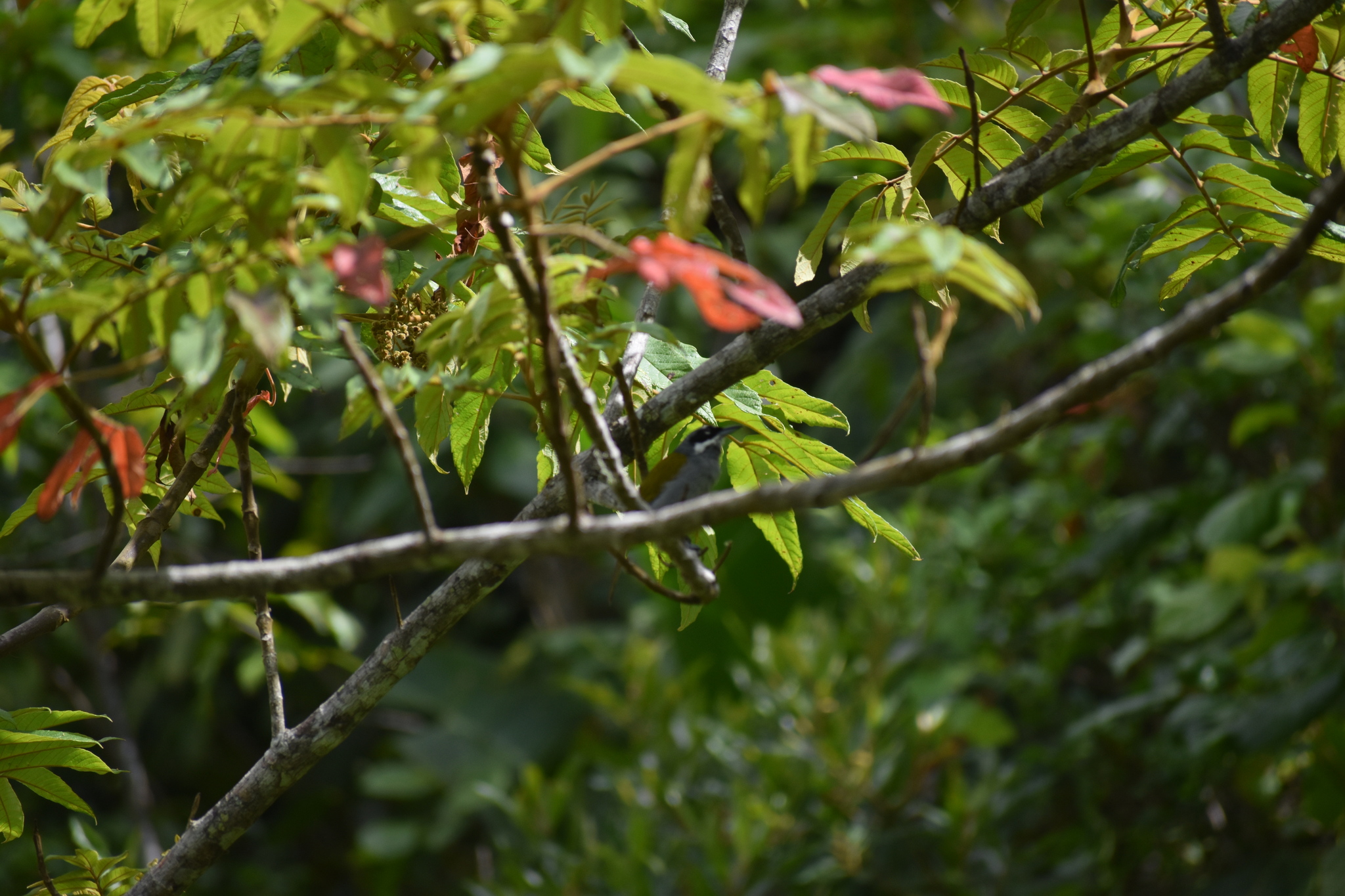 Grey-crowned Palm-Tanager illustration