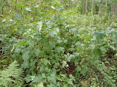 Ribes rubrum