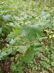 Ribes rubrum